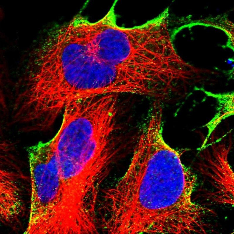 Immunocytochemistry/Immunofluorescence: THEG Antibody [NBP1-85399] - Staining of human cell line U-2 OS shows positivity in plasma membrane.