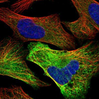 Immunocytochemistry/Immunofluorescence: ACTL8 Antibody [NBP1-85398] - Staining of human cell line U-2 OS shows positivity in cytoplasm.