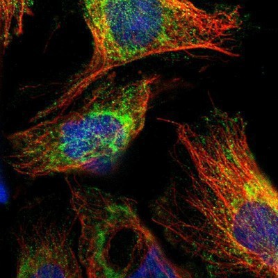 Immunocytochemistry/Immunofluorescence: CPOX Antibody [NBP1-85479] - Staining of human cell line U-251MG shows positivity in cytoplasm & mitochondria.