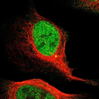 Immunocytochemistry/Immunofluorescence: MCM3 Antibody [NBP1-85796] - Staining of human cell line U-2 OS shows positivity in nucleus but not nucleoli & centrosome.