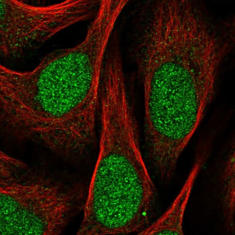 Immunocytochemistry/Immunofluorescence: RASSF6 Antibody [NBP1-85881] - Immunofluorescent staining of human cell line U-2 OS shows positivity in nucleus & nucleoli.