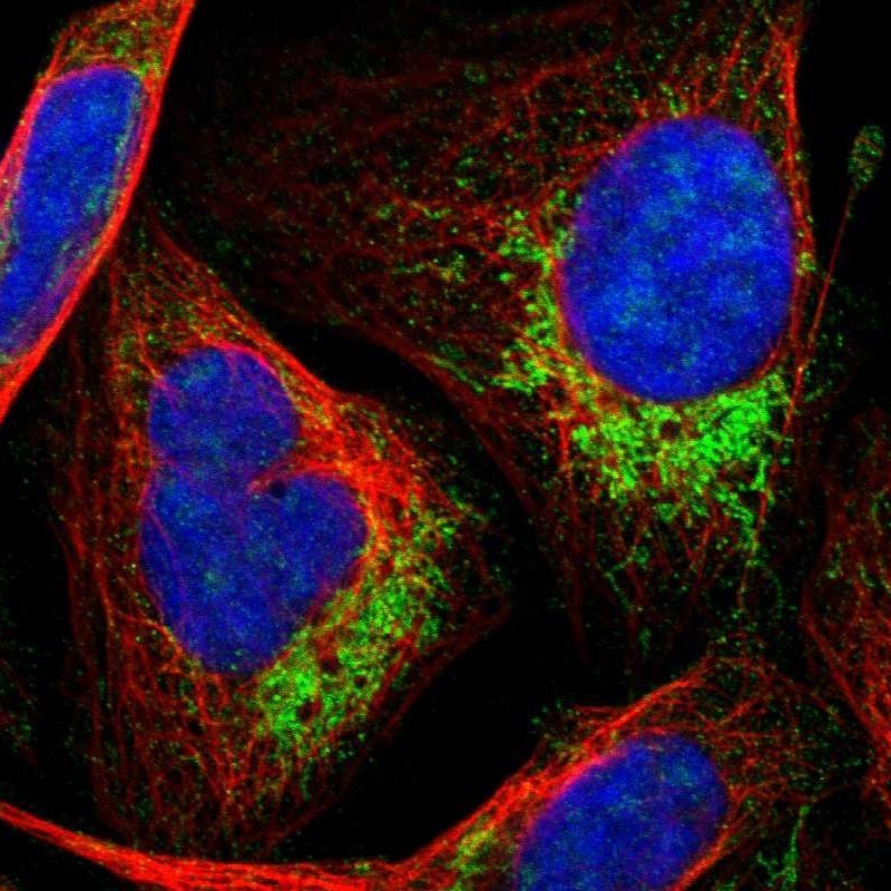 Immunocytochemistry/Immunofluorescence: HINT2 Antibody [NBP1-86024] - Immunofluorescent staining of human cell line U-2 OS shows positivity in mitochondria.
