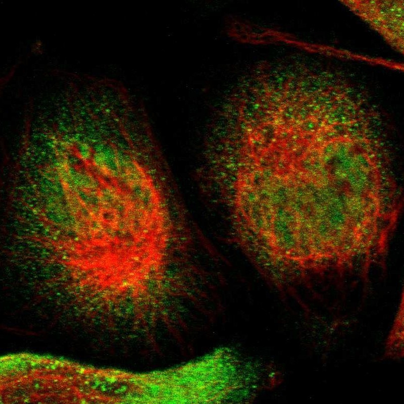 Immunocytochemistry/Immunofluorescence: SELK Antibody [NBP1-86120] - Immunofluorescent staining of human cell line A-431 shows positivity in nucleus but not nucleoli & cytoplasm.