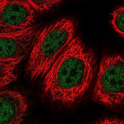 Immunocytochemistry/Immunofluorescence: PURB Antibody [NBP2-13829] - Staining of human cell line MCF-7 shows positivity in nucleus but not nucleoli.