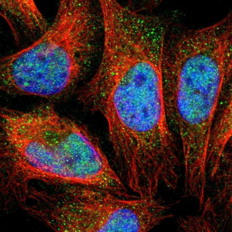 Immunocytochemistry/Immunofluorescence: BTG1 Antibody [NBP1-86132] - Immunofluorescent staining of human cell line U-2 OS shows positivity in nucleus but not nucleoli & cytoplasm.