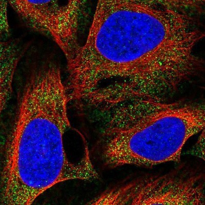 Immunocytochemistry/Immunofluorescence: BBS4 Antibody [NBP1-86248] - Staining of human cell line U-2 OS shows positivity in cytoplasm.