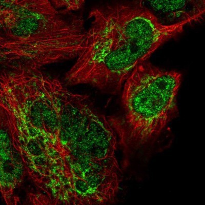 Immunocytochemistry/Immunofluorescence: WHIP Antibody [NBP1-90030] - Staining of human cell line U-251MG shows positivity in nucleus but not nucleoli & mitochondria.