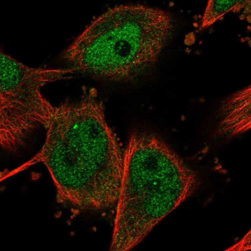 Immunocytochemistry/Immunofluorescence: NHSL1 Antibody [NBP1-90025] - Staining of human cell line U-251MG shows positivity in nucleus but not nucleoli & cytoplasm.