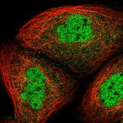 Immunocytochemistry/Immunofluorescence: NIRF Antibody [NBP1-92182] - Staining of human cell line A-431 shows positivity in nucleus but not nucleoli.