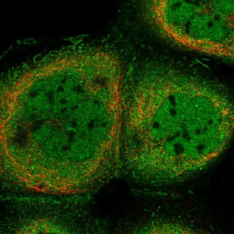 Immunocytochemistry/Immunofluorescence: Kaptin Antibody [NBP1-92035] - Staining of human cell line A-431 shows positivity in nucleus but not nucleoli, plasma membrane & cytoplasm.