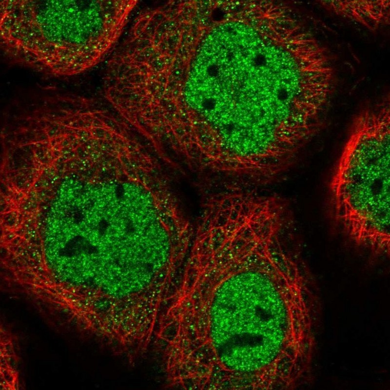 Immunocytochemistry/Immunofluorescence: HS6ST1 Antibody [NBP1-92010] - Staining of human cell line A-431 shows positivity in nucleus but not nucleoli.