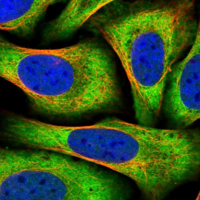 Immunocytochemistry/Immunofluorescence: HDX Antibody [NBP1-91980] - Staining of human cell line U-2 OS shows positivity in cytoplasm.