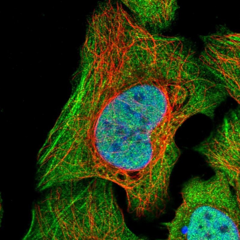Immunocytochemistry/Immunofluorescence: TRSPAP1 Antibody [NBP1-92536] - Staining of human cell line U-2 OS shows positivity in nucleus but not nucleoli, cytoplasm & cytoskeleton (actin filaments).