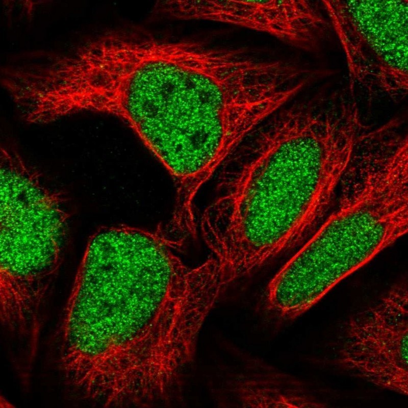 Immunocytochemistry/Immunofluorescence: ZBTB22 Antibody [NBP1-92603] - Staining of human cell line U-2 OS shows positivity in nucleus but not nucleoli.
