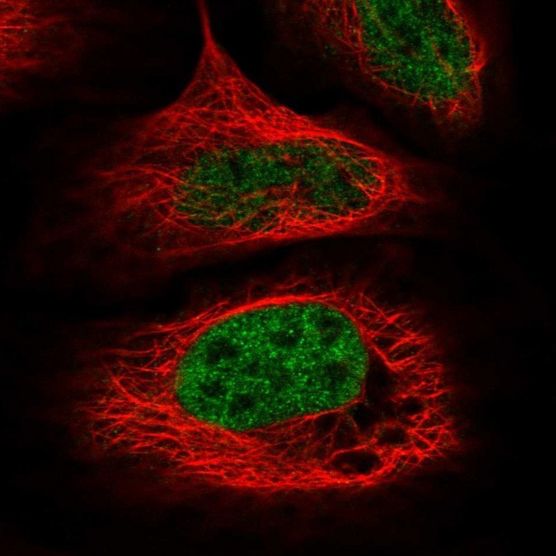 Immunocytochemistry/Immunofluorescence: WDR92 Antibody [NBP1-92594] - Staining of human cell line U-2 OS shows positivity in nucleus but not nucleoli.