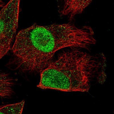 Immunocytochemistry/Immunofluorescence: HEXIM2 Antibody [NBP1-93877] - Staining of human cell line U-251MG shows positivity in nucleus but not nucleoli.