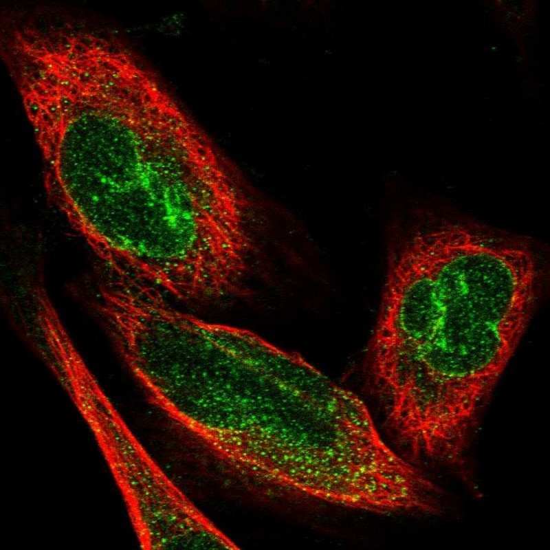 Immunocytochemistry/Immunofluorescence: BTNL9 Antibody [NBP1-93875] - Staining of human cell line U-2 OS shows positivity in nuclear membrane & cytoplasm.