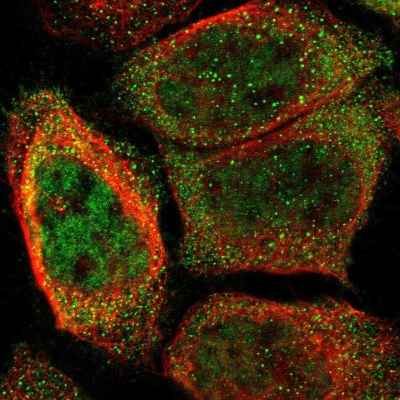 Immunocytochemistry/Immunofluorescence: ORAI3 Antibody [NBP1-93523] - Staining of human cell line A-431 shows positivity in nucleus but not nucleoli & cytoplasm.