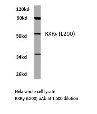 Western Blot: Retinoid X Receptor gamma Antibody [NB100-91953] - Analysis of Retinoid X Receptor gamma (L200) pAb in extracts fromh hela cells.