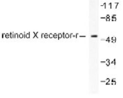 Western Blot: Retinoid X Receptor gamma Antibody [NB100-91953] - Analysis of Retinoid X Receptor gamma  (L200) antibody in extracts from HepG2 cells