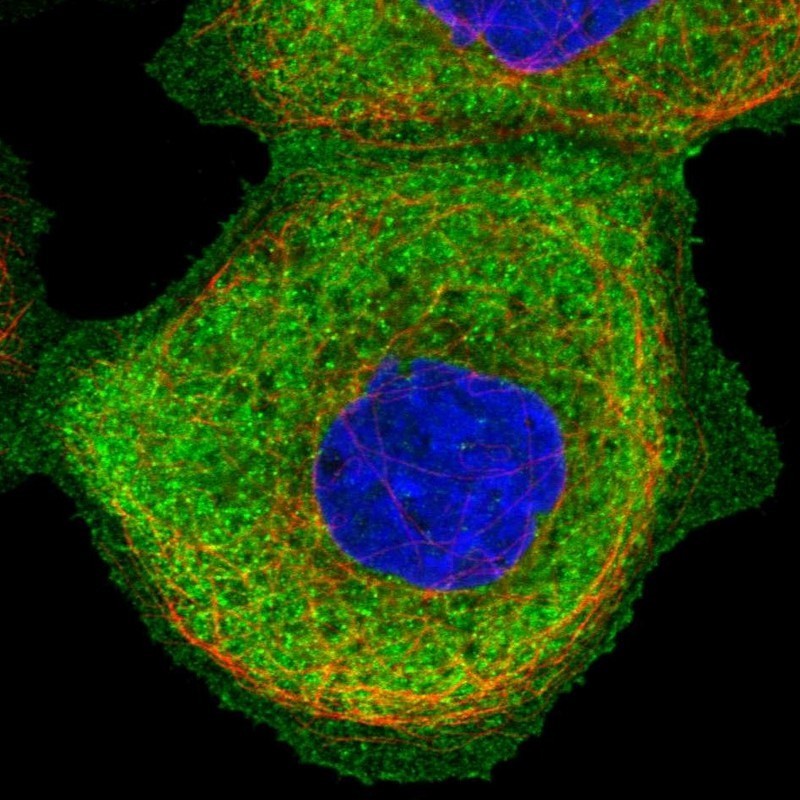 Immunocytochemistry/Immunofluorescence: SH3PX1 Antibody [NBP1-80777] - staining of human cell line A-431 shows positivity in plasma membrane & cytoplasm.