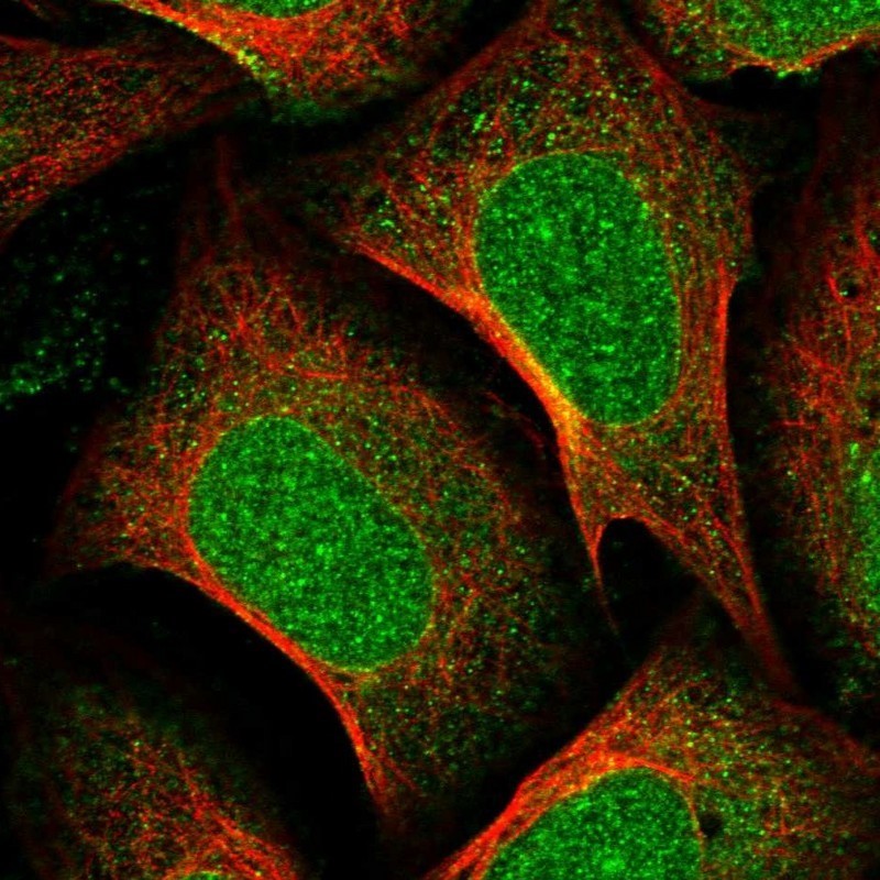 Immunocytochemistry/Immunofluorescence: NUP155 Antibody [NBP1-82959] - Staining of human cell line U-2 OS shows positivity in nucleus, nucleoli & nuclear membrane.