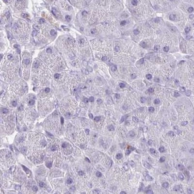 Immunohistochemistry: C7orf61 Antibody [NBP2-32540] - pancreas