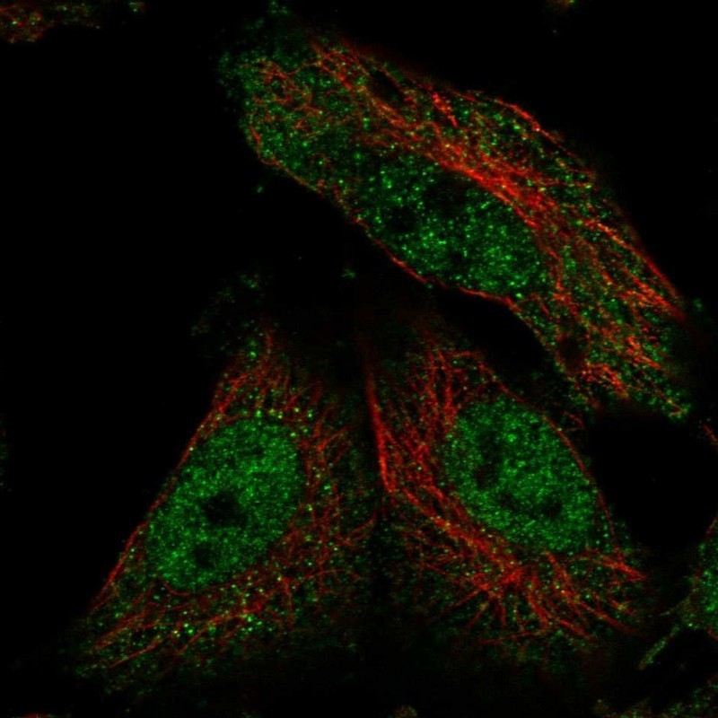 Immunocytochemistry/Immunofluorescence: SP4 Antibody [NBP2-31983] - Immunofluorescent staining of human cell line U-251 MG shows positivity in nucleus but not nucleoli & cytoplasm.