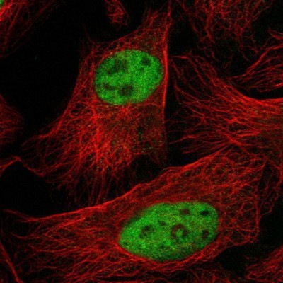 Immunocytochemistry/Immunofluorescence: SF3A3 Antibody [NBP1-87212] - Staining of human cell line U-2 OS shows positivity in nucleus but not nucleoli.