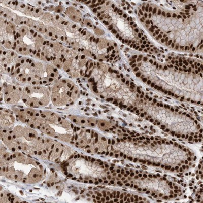 Immunocytochemistry/Immunofluorescence: SF3A3 Antibody [NBP1-87212] - Staining of human stomach shows strong nuclear positivity in glandular cells.