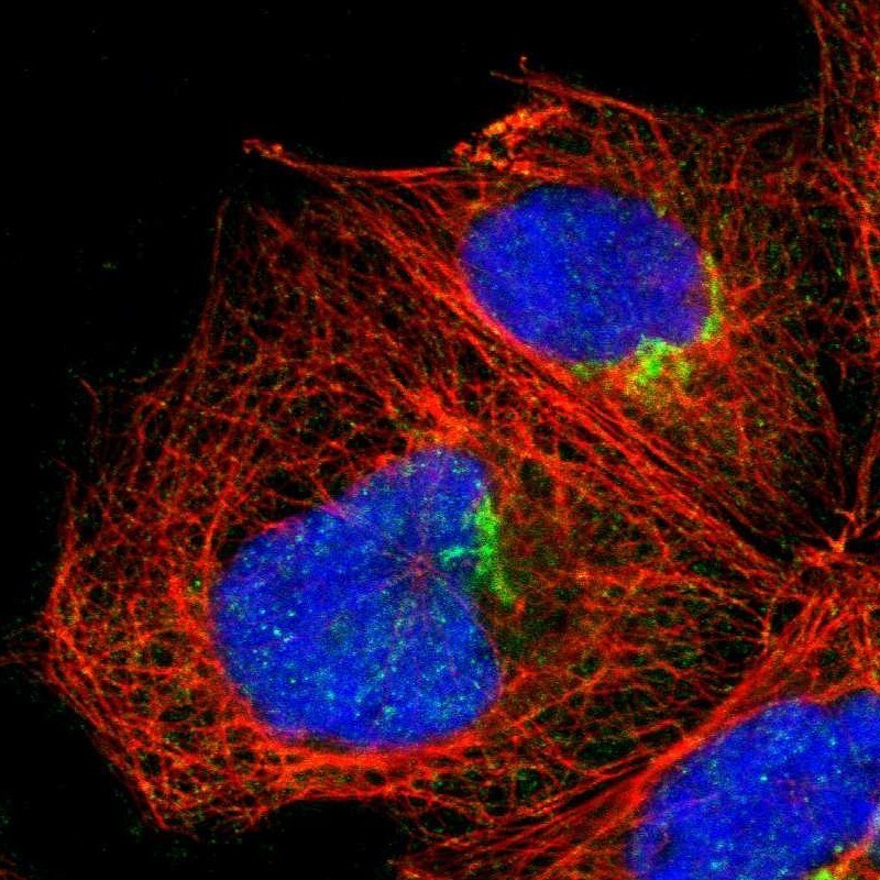 Immunocytochemistry/Immunofluorescence: MEST Antibody [NBP1-87299] - Immunofluorescent staining of human cell line A-431 shows positivity in golgi apparatus.