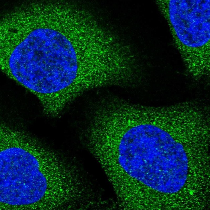 Immunocytochemistry/Immunofluorescence: SPAG16 Antibody [NBP1-84124] - Staining of human cell line U-2 OS shows positivity in cytoplasm.