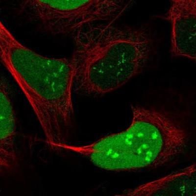 Immunocytochemistry/Immunofluorescence: NUSAP1 Antibody [NBP2-13685] - Staining of human cell line U-2 OS shows positivity in nucleus and nucleoli.