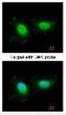 Immunocytochemistry/Immunofluorescence: NME7 Antibody [NBP1-33400] - Immunofluorescence analysis of paraformaldehyde-fixed HeLa, using NME7 antibody at 1:200 dilution.