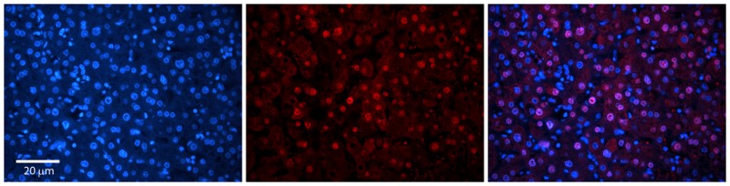 Immunocytochemistry/Immunofluorescence: SZRD1 Antibody [NBP1-57737] - Formalin Fixed Paraffin; Embedded Tissue: Human Adult Liver; Observed Staining: Nuclear (strong) and Cytoplasm (weak) in hepatocytes, moderate signal, wide tissue distribution; Primary Antibody Concentration: 1:100