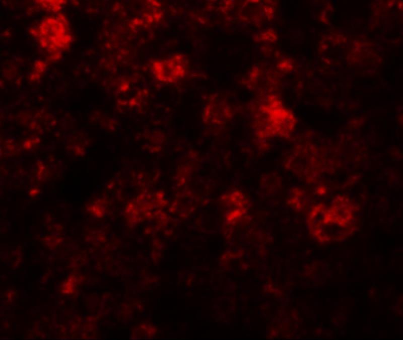 Immunocytochemistry/Immunofluorescence: SLC39A12 Antibody [NBP1-76508] - Immunofluorescence of SLC39A12 in mouse liver tissue with SLC39A12 antibody at 20 ug/mL.