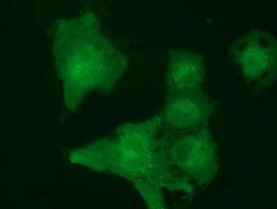 Immunocytochemistry/Immunofluorescence: MOBKL2B Antibody (6C6) [NBP2-02843] Staining of COS7 cells transiently transfected by pCMV6-ENTRY MOBKL2B.