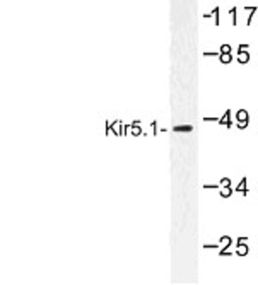 Western Blot: KIR5.1 Antibody [NBP1-00899] - (WB) analysis of Kir5.1 (N410) antibody in extracts from HeLa cells