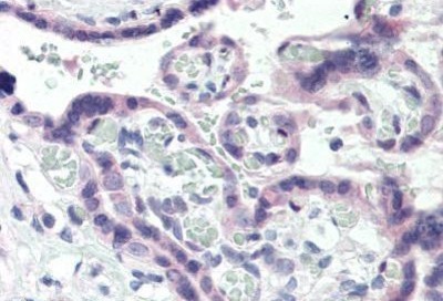 Immunohistochemistry-Paraffin: Thromboxane A2 receptor Antibody [NBP1-40198] - Staining of human placenta. Immunohistochemistry of formalin-fixed, paraffin-embedded tissue after heat-induced antigen retrieval. Antibody concentration 5 ug/ml.