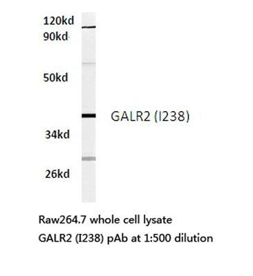 Western Blot: Galanin Receptor GalR2 Antibody [NBP1-00842] Extracts from RAW264.7 cells.