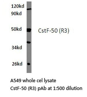 Western Blot: cleavage stimulation factor Antibody [NB100-92364] Extracts from A549 cells.