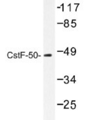 Western Blot: cleavage stimulation factor Antibody [NB100-92364] - Western blot (WB) analysis of CstF-50 (R3) antibody  in extracts from HUVEC cells.
