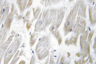 Immunohistochemistry: ERdj3 Antibody [NBP1-00814] - Immunohistochemistry (IHC) analyzes of ERdj3 (K66) antibody in paraffin-embedded human heart tissue.