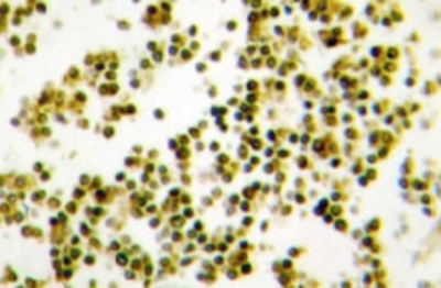 Immunohistochemistry: Musculin Antibody [NB100-92290] - Immunohistochemistry (IHC) analyzes of Musculin  (R167) antibody in paraffin-embedded human lymph  node tissue.