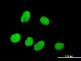 Immunocytochemistry/Immunofluorescence: P15RS Antibody [H00055197-B01] - Immunofluorescence of purified MaxPab antibody to P15RS on HeLa cell. [antibody concentration 10 ug/ml]