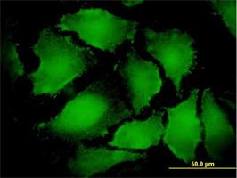 Immunocytochemistry/Immunofluorescence: NAA10 Antibody (4B7-H4) [H00008260-M01] - Immunofluorescence of monoclonal antibody to ARD1A (H00008260-M01) on HeLa cell . [antibody concentration 10 ug/ml]