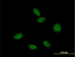 Immunocytochemistry/Immunofluorescence: Mago nashi homolog 2 Antibody [H00055110-B01] - Immunofluorescence of purified MaxPab antibody to FLJ10292 on HeLa cell. [antibody concentration 10 ug/ml]