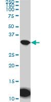 Western Blot: Aquaporin-8 Antibody (1A1) [H00000343-M01] - AQP8 monoclonal antibody (M01), clone 1A1. Western Blot analysis of AQP8 expression in HeLa ( Cat # L013V1 ).