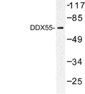 Western Blot: DDX55 Antibody [NBP1-00780] - Western blot (WB) analysis of DDX55 (Q133) antibody in extracts from HeLa cells