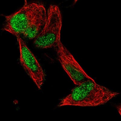 Immunocytochemistry/Immunofluorescence: PDIK1L Antibody [NBP2-39017] - Immunofluorescent staining of human cell line SH-SY5Y shows positivity in nucleus but excluded from the nucleoli.